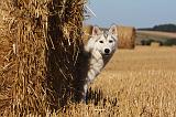 SIBERIAN HUSKY 706